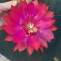 Orchid Epiphyllum Cactus Blooming Plant, In 1 Gallón Pot Pick Up Only