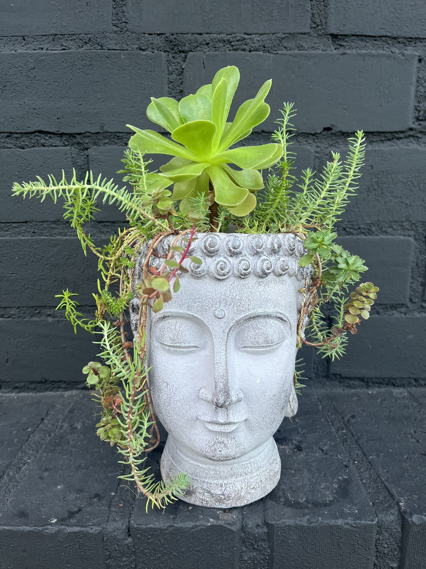 Succulents