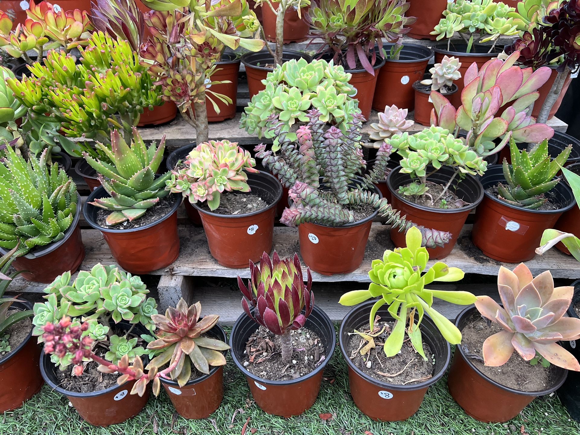 Variety Of Succulents Plants 