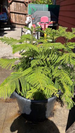 pine tree