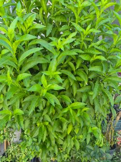 Plant  huele de noche