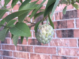5 feet tall Custard Apple Sugar Apple Sharifa Sitaphal