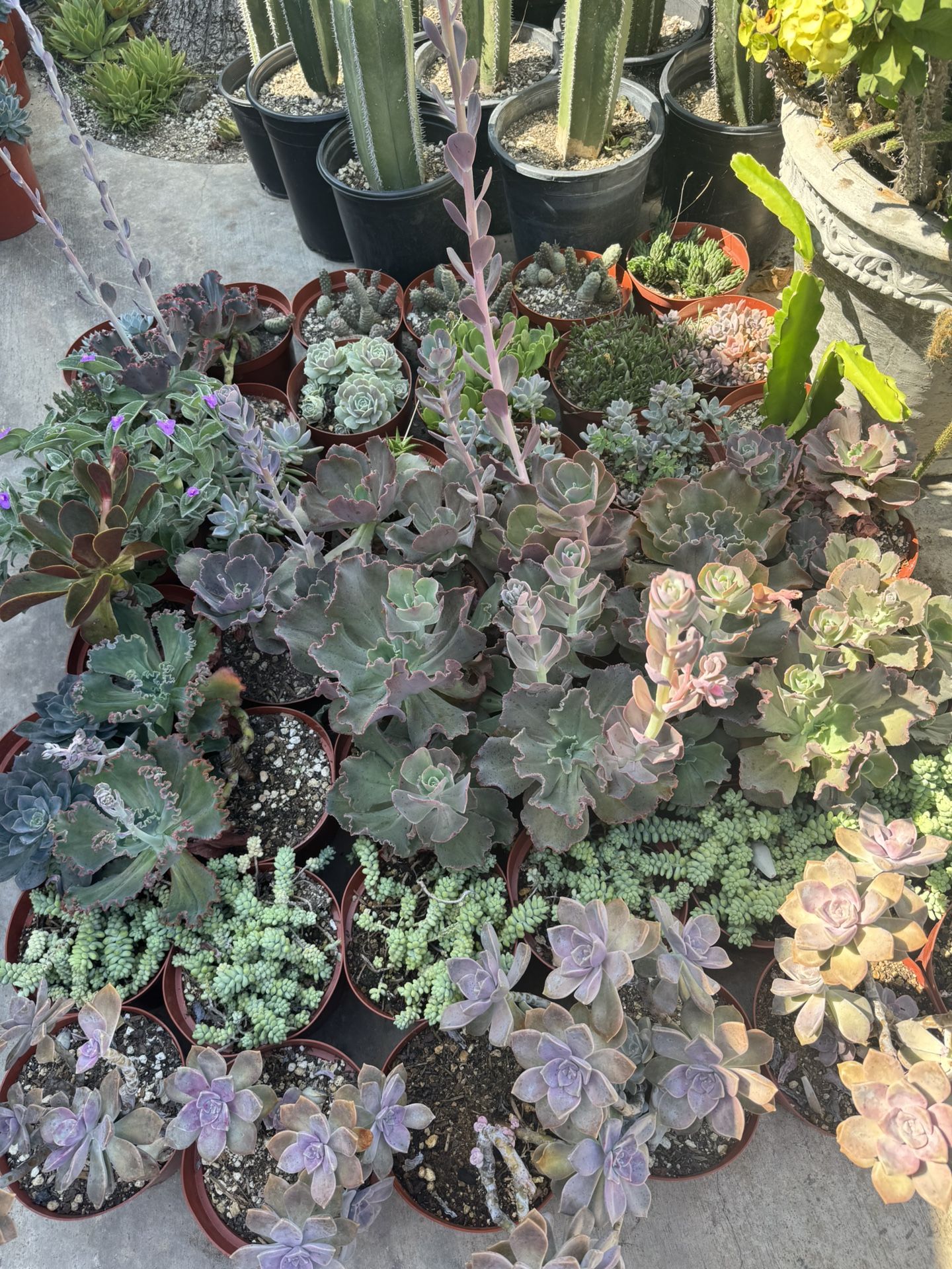 Succulent Plants