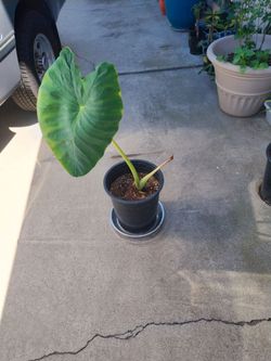 Giant Elephant Ear Bulb