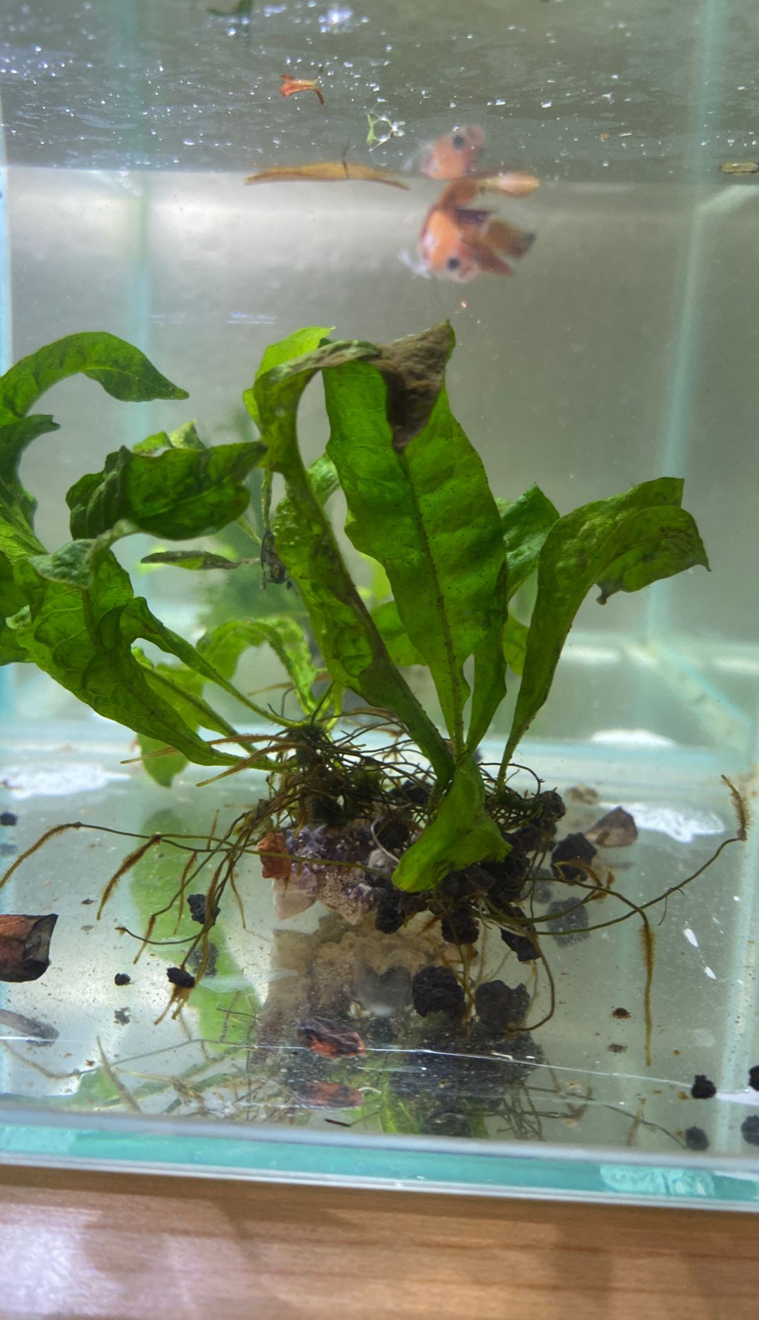 Plant for aquarium