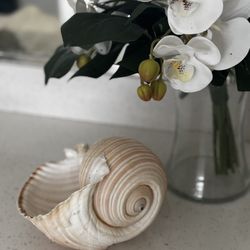 7x7x5.5” Large Ocean Shell From Brazil 