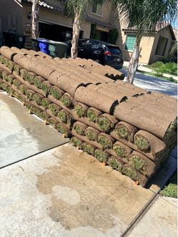 Tall Fescue Sod 5 pallets