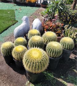 Golden Barrel Ball cactus 