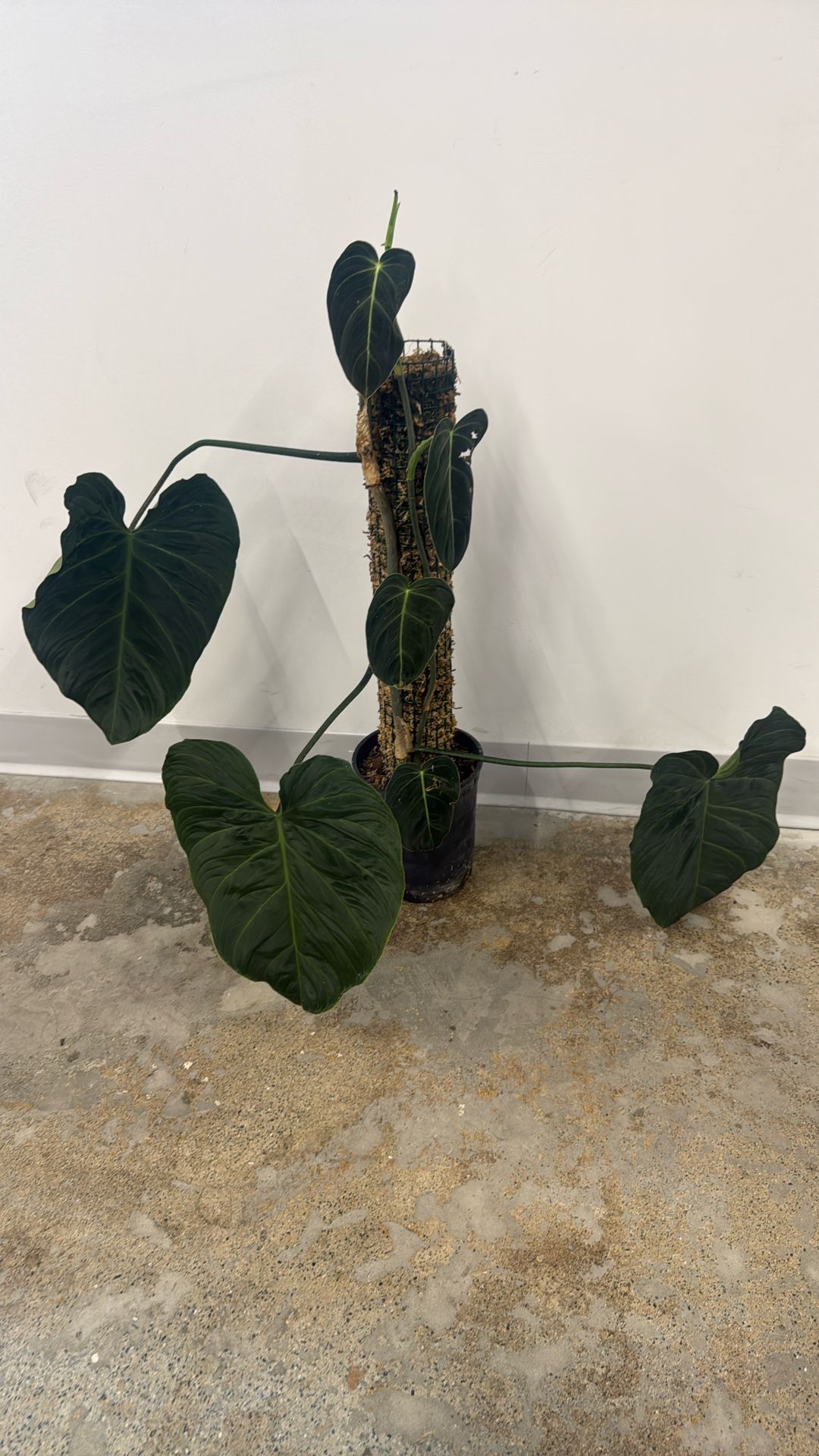 Philodendron Splendid And Melanochrysum