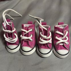 Converse para chihuahua