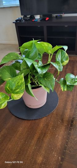 Bushy Golden Pothos Plant 🪴 7" Pot – Live Indoor Houseplant