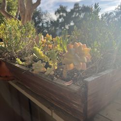 Succulents In redwood planter box