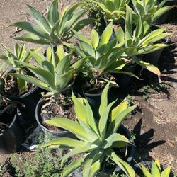 Plants