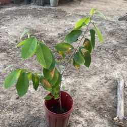 Cherimoya Tree