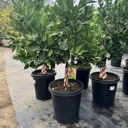 Orange Trees , Washington Navel $195