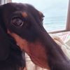 Suri
