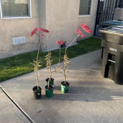 4 4 Blooming Lo-water Plant