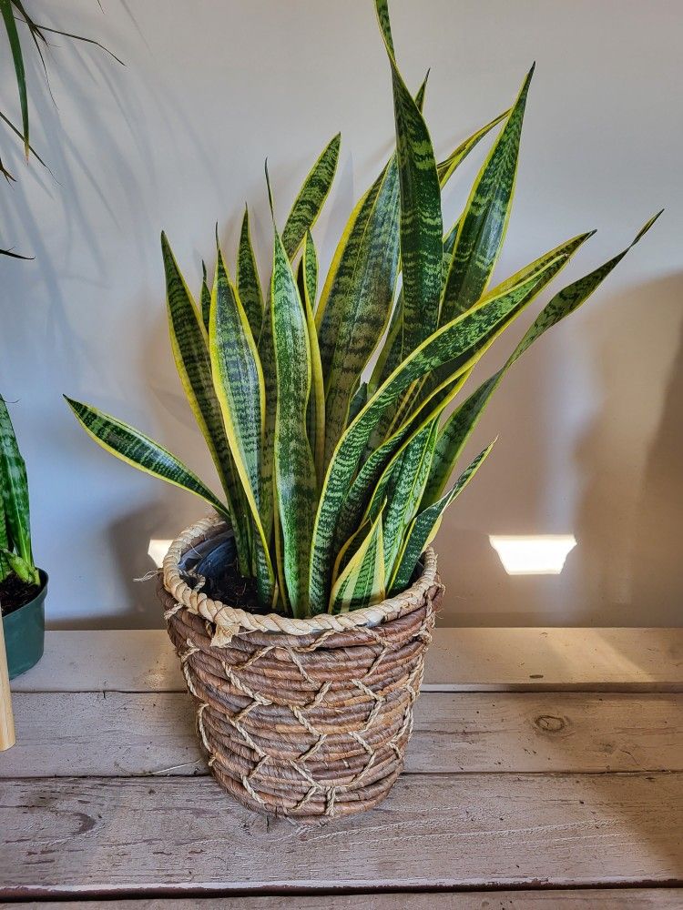 Sansiveria Snake Plant 10" Basket 2.5 To 2.9ft Rall $20 each