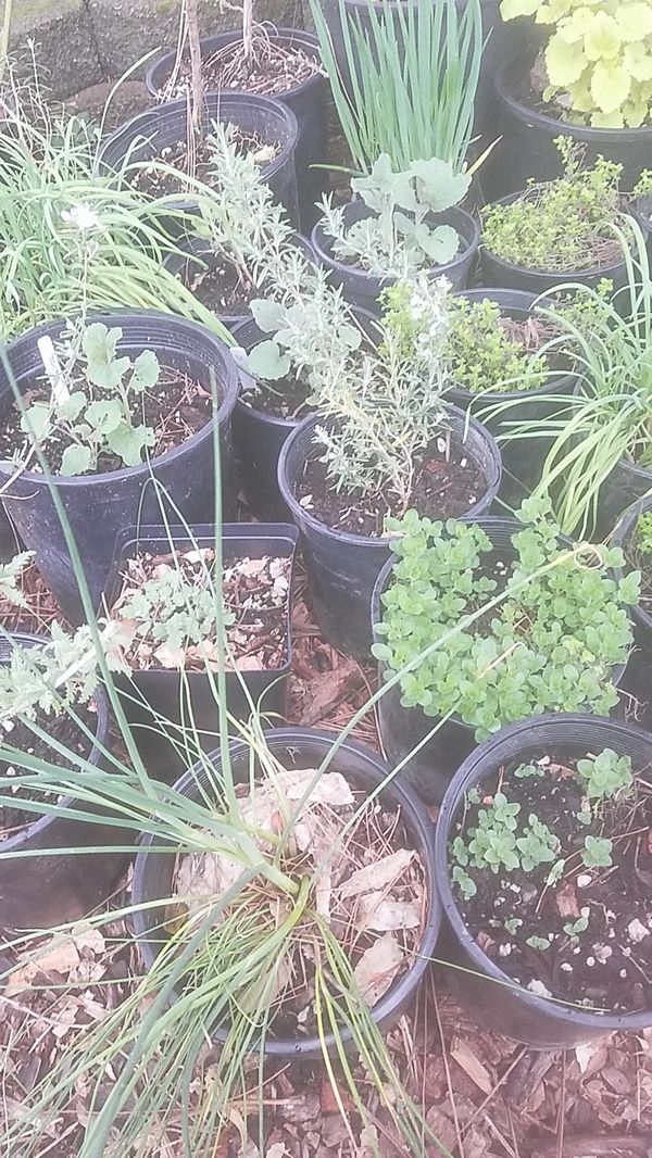 Perennial Herb Plants for Sale in Renton, WA OfferUp