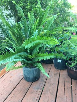 This Pretty Fern Just $7