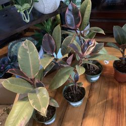 Ficus Elastica Ruby Plants!! ONLY $15 Each!! 