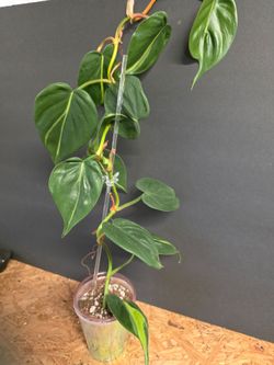 Philodendron Rio Variegated