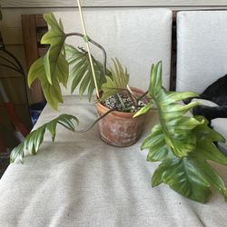 House Plant Philodendron Mayoi Split Leaf