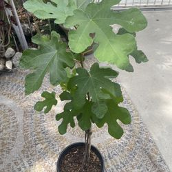 Purple Fig Tree/Higo Morado 