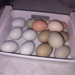 Fresh Farm Eggs 