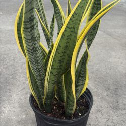 Snake Plant - 3gl