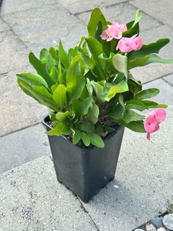 Pink crown of thorn plant