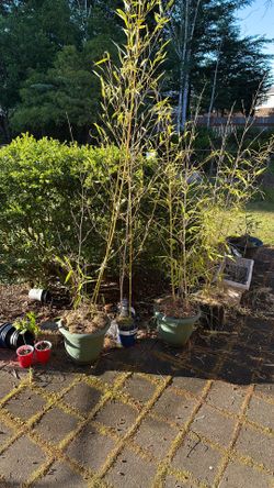 Bamboo