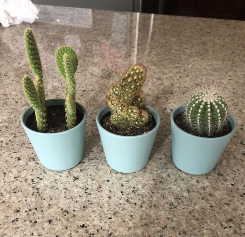3 Mini Cactuses