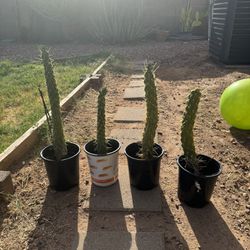 Eves Needle ( Cactus/succulent)