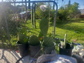 Nopal