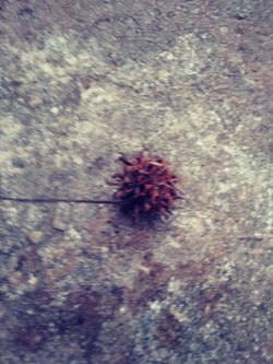 Sweet gum tree seeds