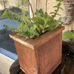 Succulent In Rustic Box.