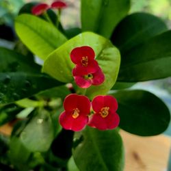 Red Crown Of Thorn Plant 