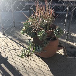 Succulent Plant 🌱