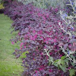 2gal Loropetalum Shrubs $10 Each
