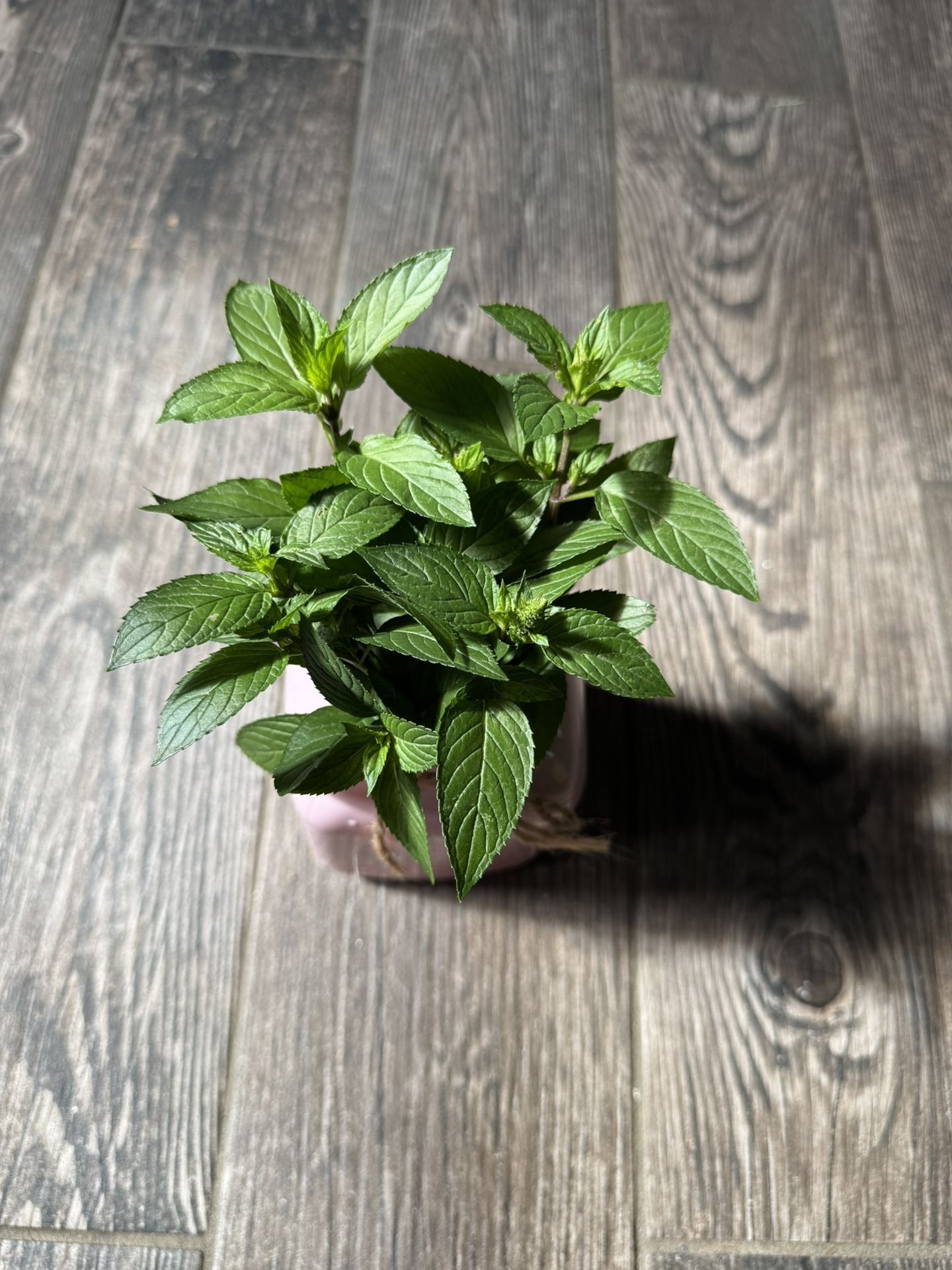 Mint Plant