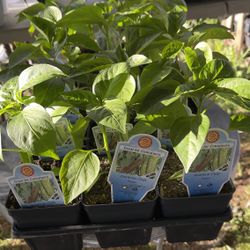 Anaheim Chili Pepper Seedlings, 4 Inches Pot