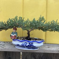 Bonsai Plants $50 Each