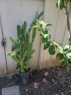 cactus plant