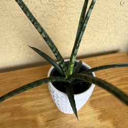 Sansevieria Fernwood Mikado Snake Plant 🪴 