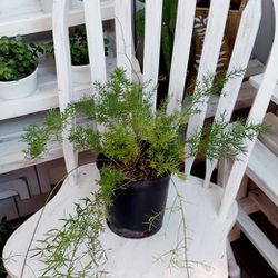 Living Plant 🌱Asparagus Fern on 7"H Pot ::: Indoor & Outdoor