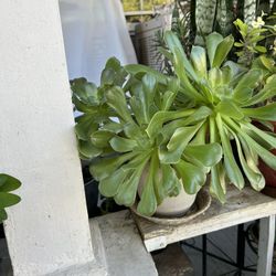 Planta 