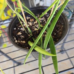 Hoya Shepherdii/ Green Bean Hoya