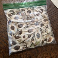 Moringa Seeds