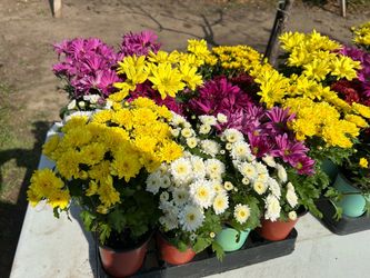 Flowers 4$ each 4 inch pot